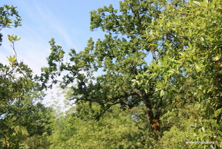 Bosco dello Scacchiere